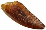 Serrated Raptor Tooth - Real Dinosaur Tooth #299710-1